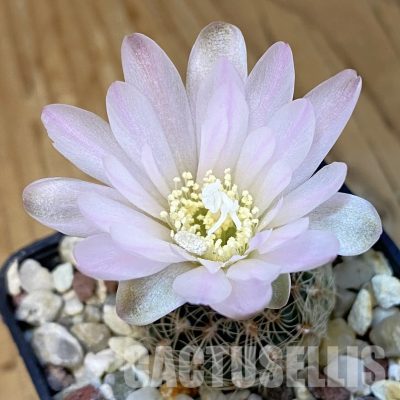 SH31421 Gymnocalycium bruchii LB 1073