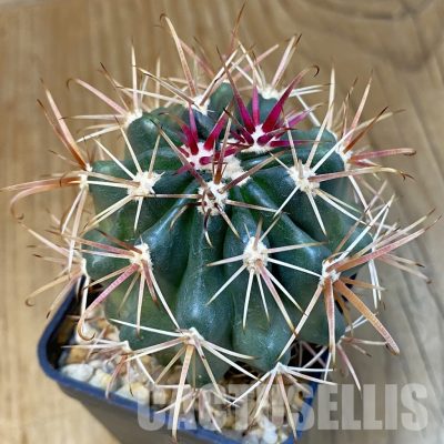 SH31423 Ferocactus fordii