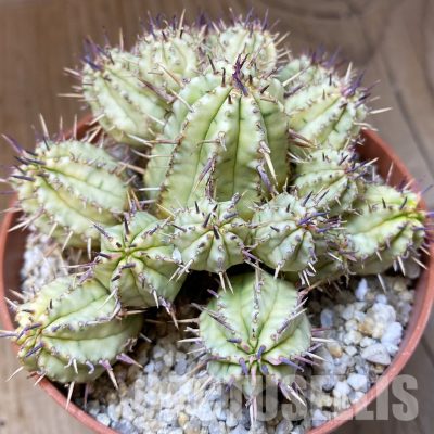SH31375 Euphorbia aggregata f. variegata