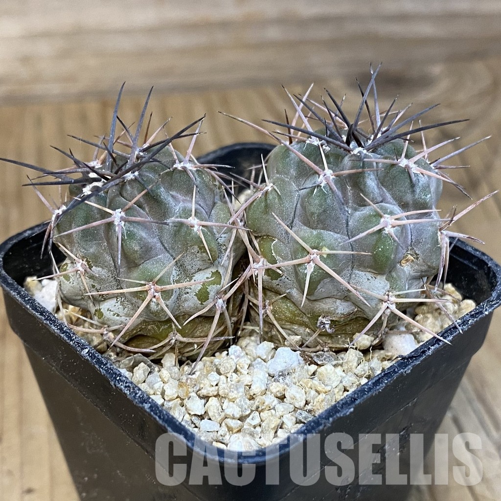 SH31428 Acanthocalycium aff. glaucum - Image 2