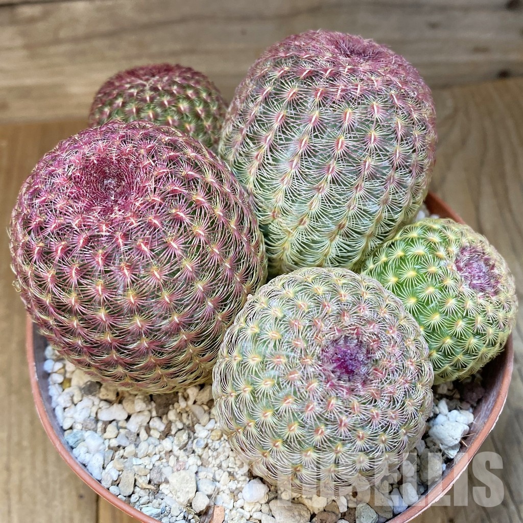 SH31371 Echinocereus rigidissimus v. rubispinus