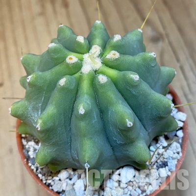 SH31376 Ferocactus glaucescens f. inermis