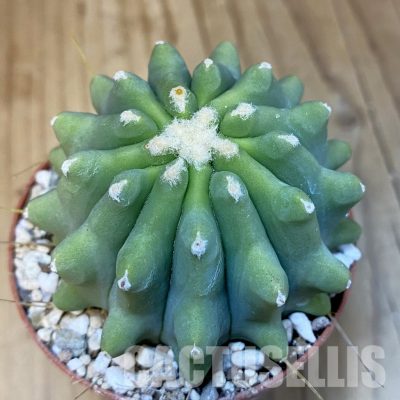 SH31377 Ferocactus glaucescens f. inermis