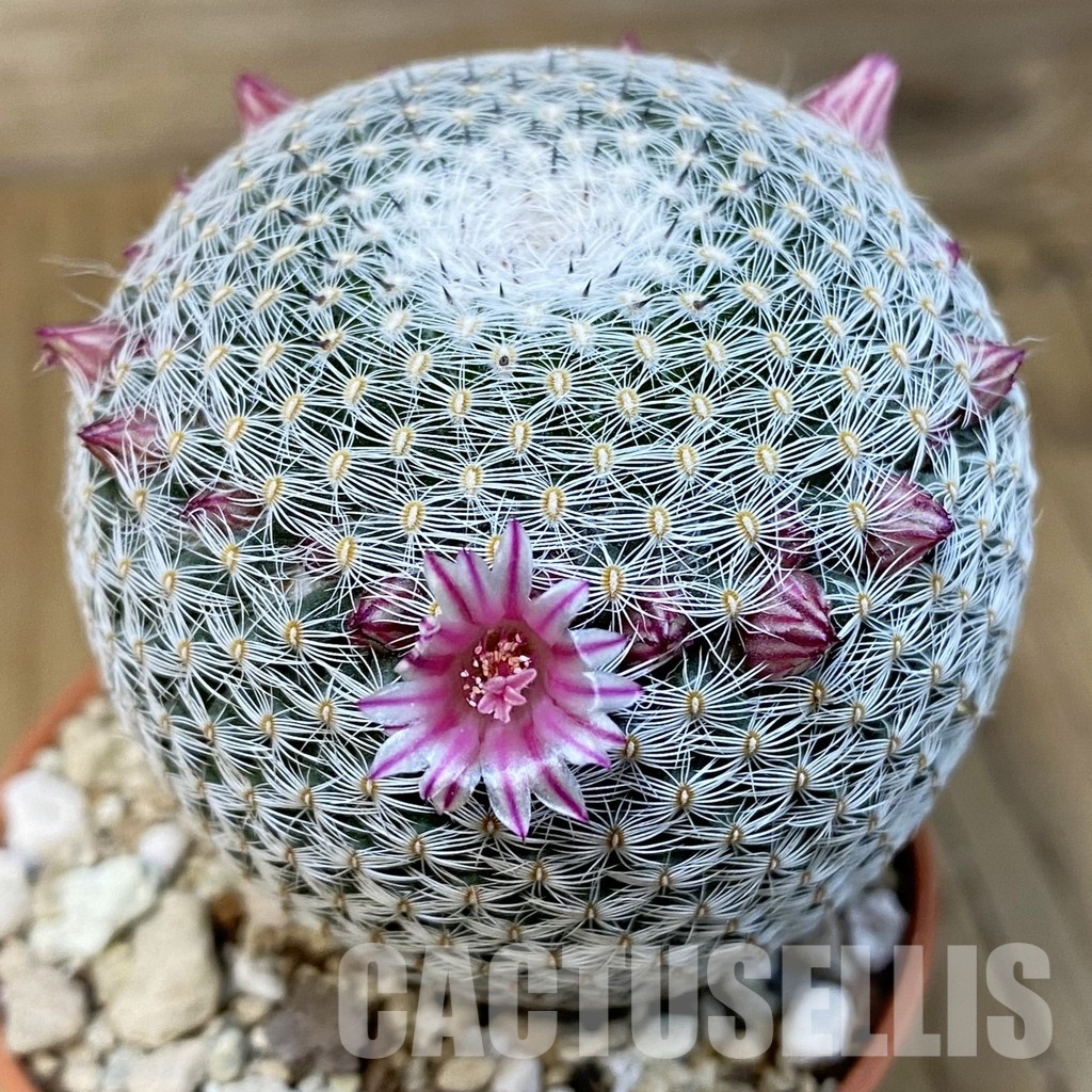 SH31378 Mammillaria microthele v. superfina
