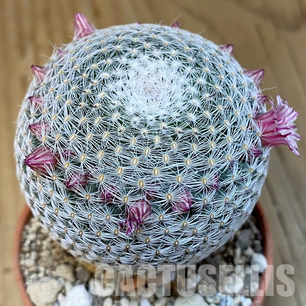 SH31378 Mammillaria microthele v. superfina - Image 2