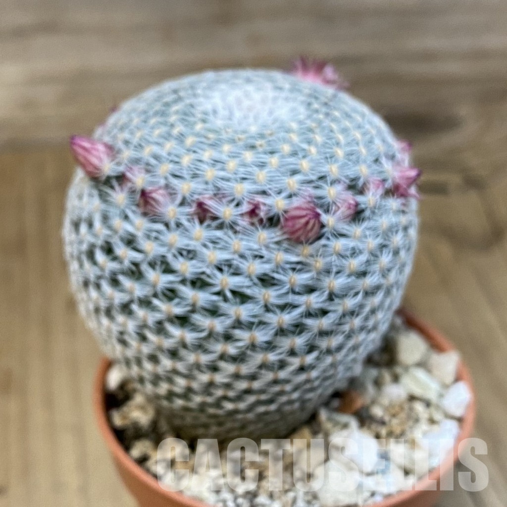 SH31378 Mammillaria microthele v. superfina - Image 3