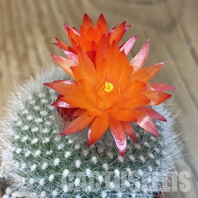SH31379 Parodia haselbergii