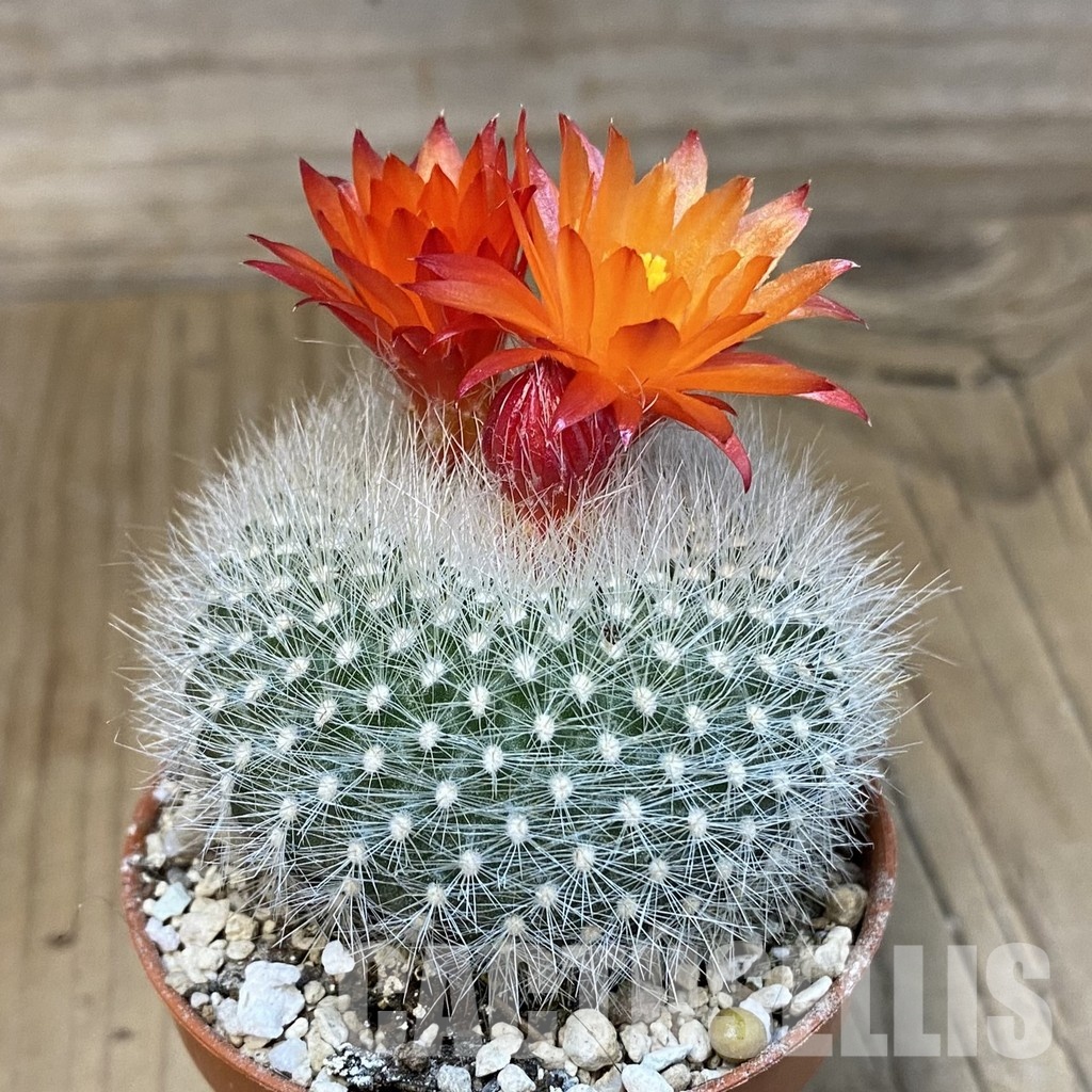 SH31379 Parodia haselbergii - Image 2