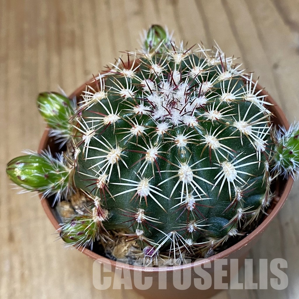 SH31382 Echinocereus viridiflorus