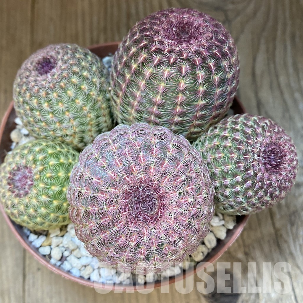 SH31371 Echinocereus rigidissimus v. rubispinus - Image 2