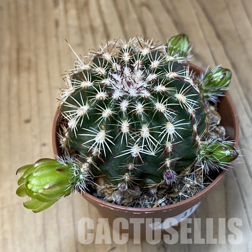 SH31382 Echinocereus viridiflorus - Image 2
