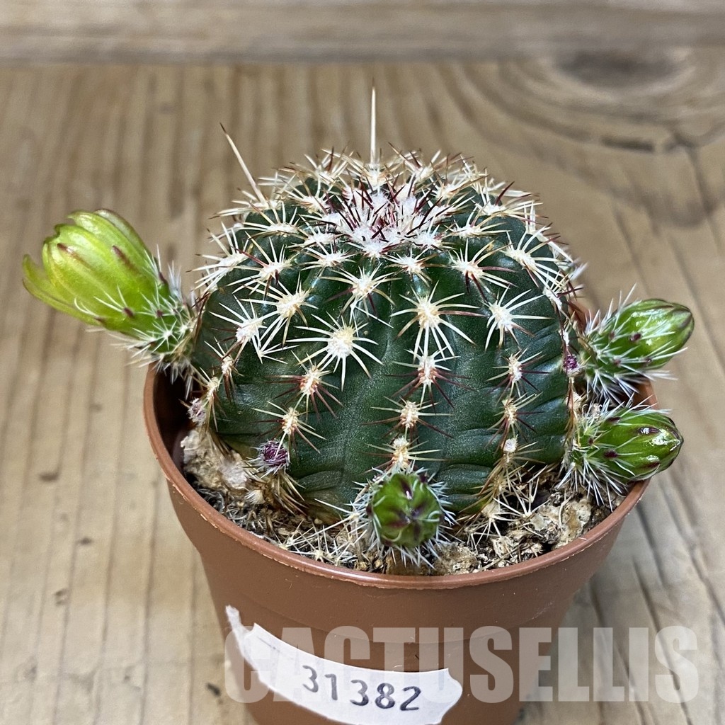 SH31382 Echinocereus viridiflorus - Image 3