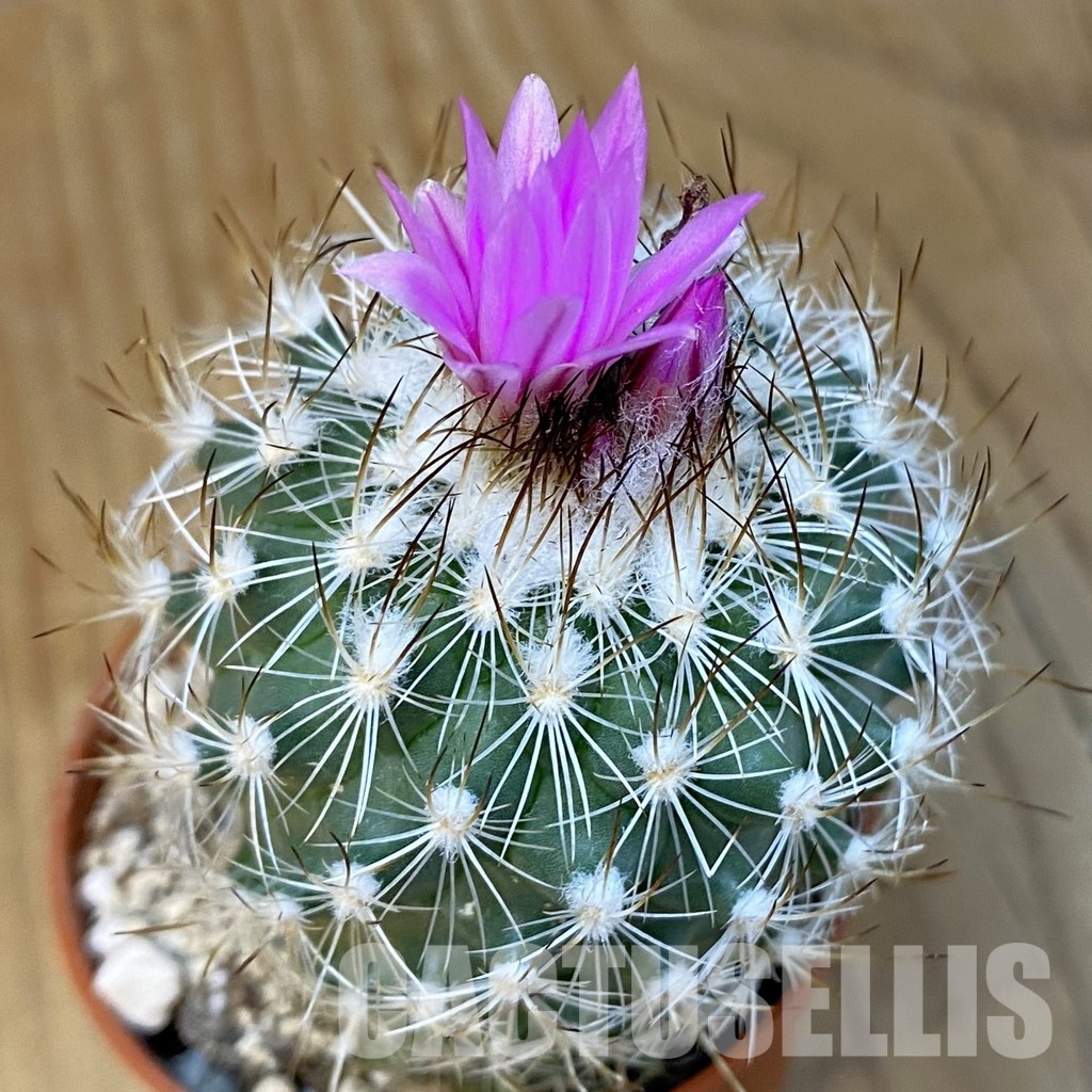 SH31383 Turbinicarpus saueri