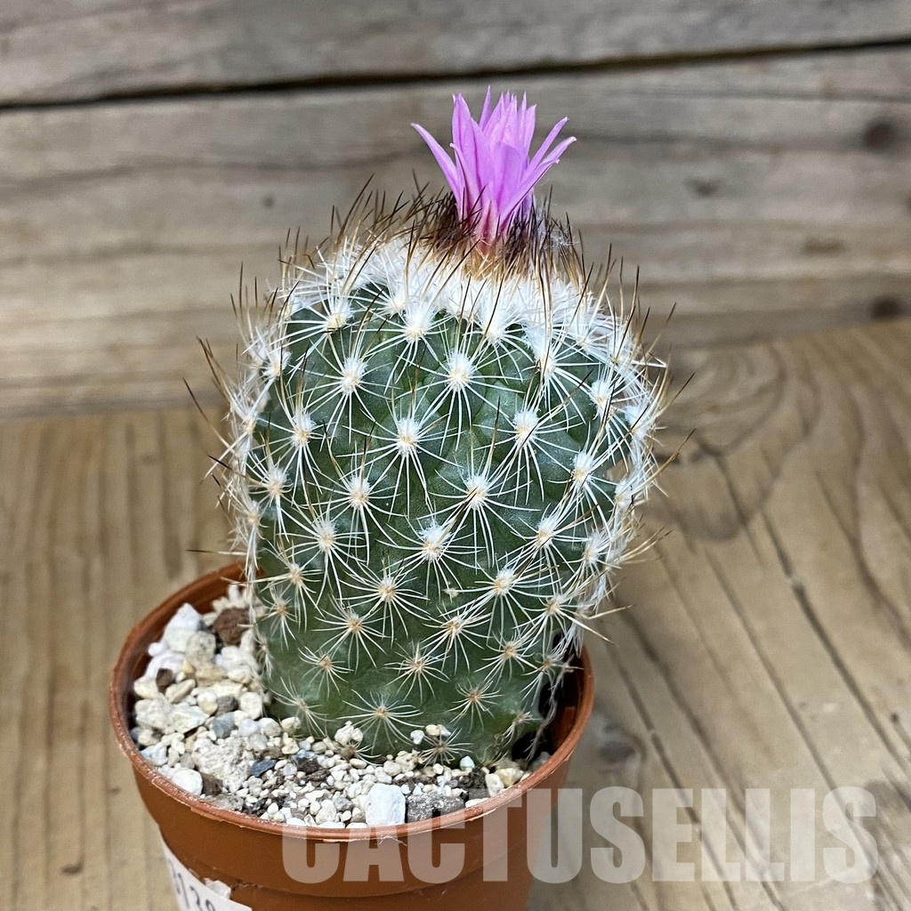 SH31383 Turbinicarpus saueri - Image 2