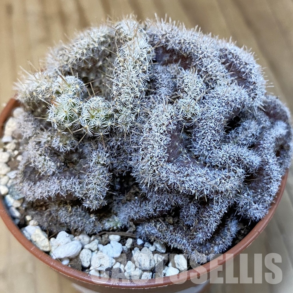 SH31384 Mammillaria perbella f. cristata