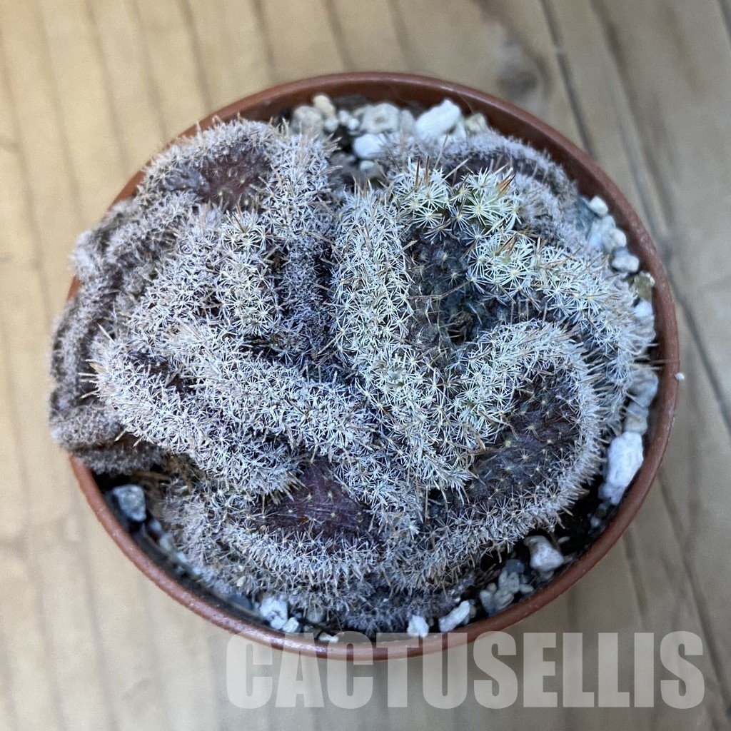 SH31384 Mammillaria perbella f. cristata - Image 2