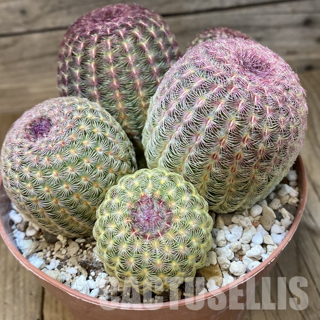 SH31371 Echinocereus rigidissimus v. rubispinus - Image 3