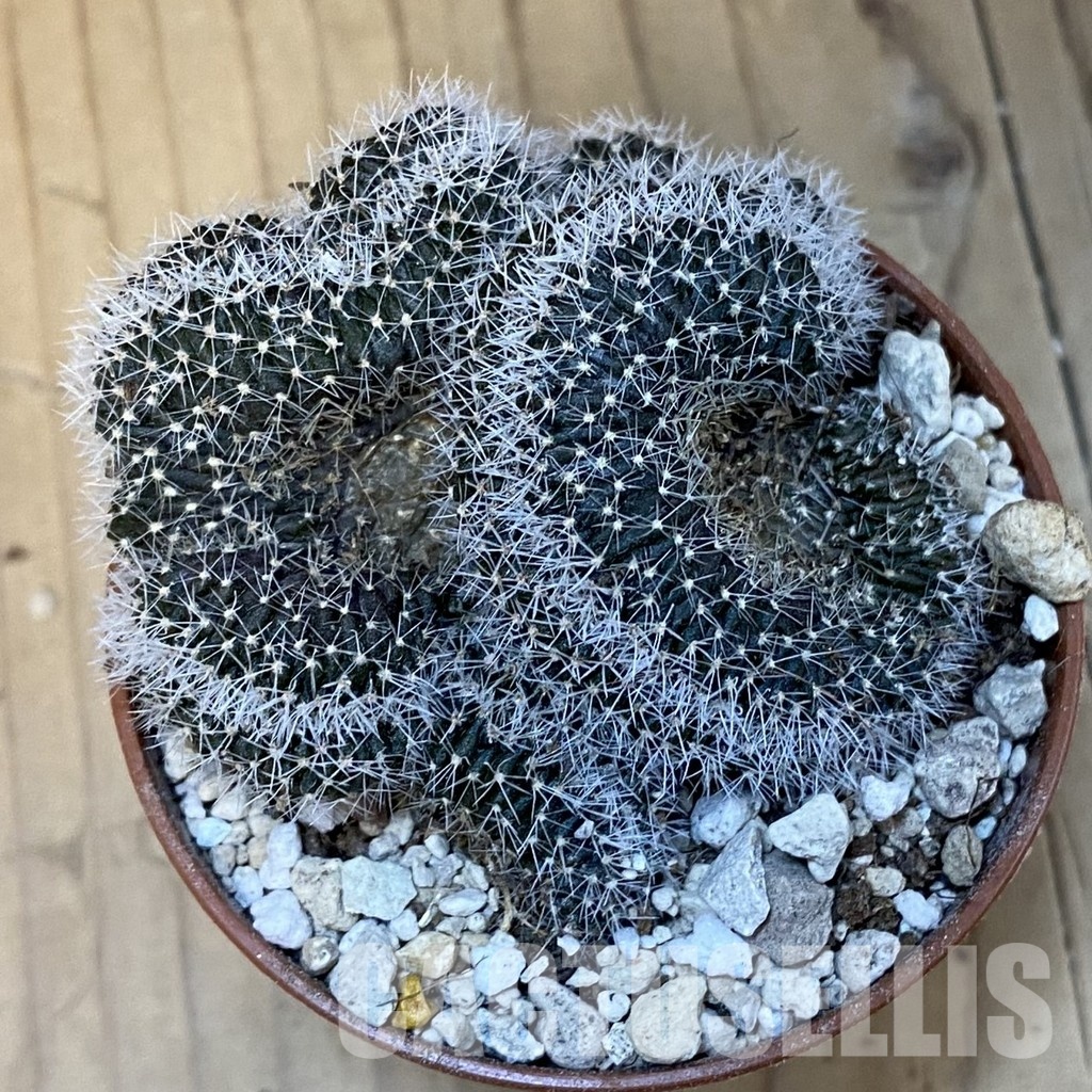 SH31386 Lobivia densispina f. cristata - Image 2