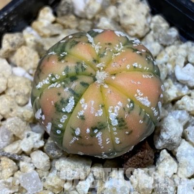 SH31396 Astrophytum asterias ‘Red Purple Skin’ f. variegata