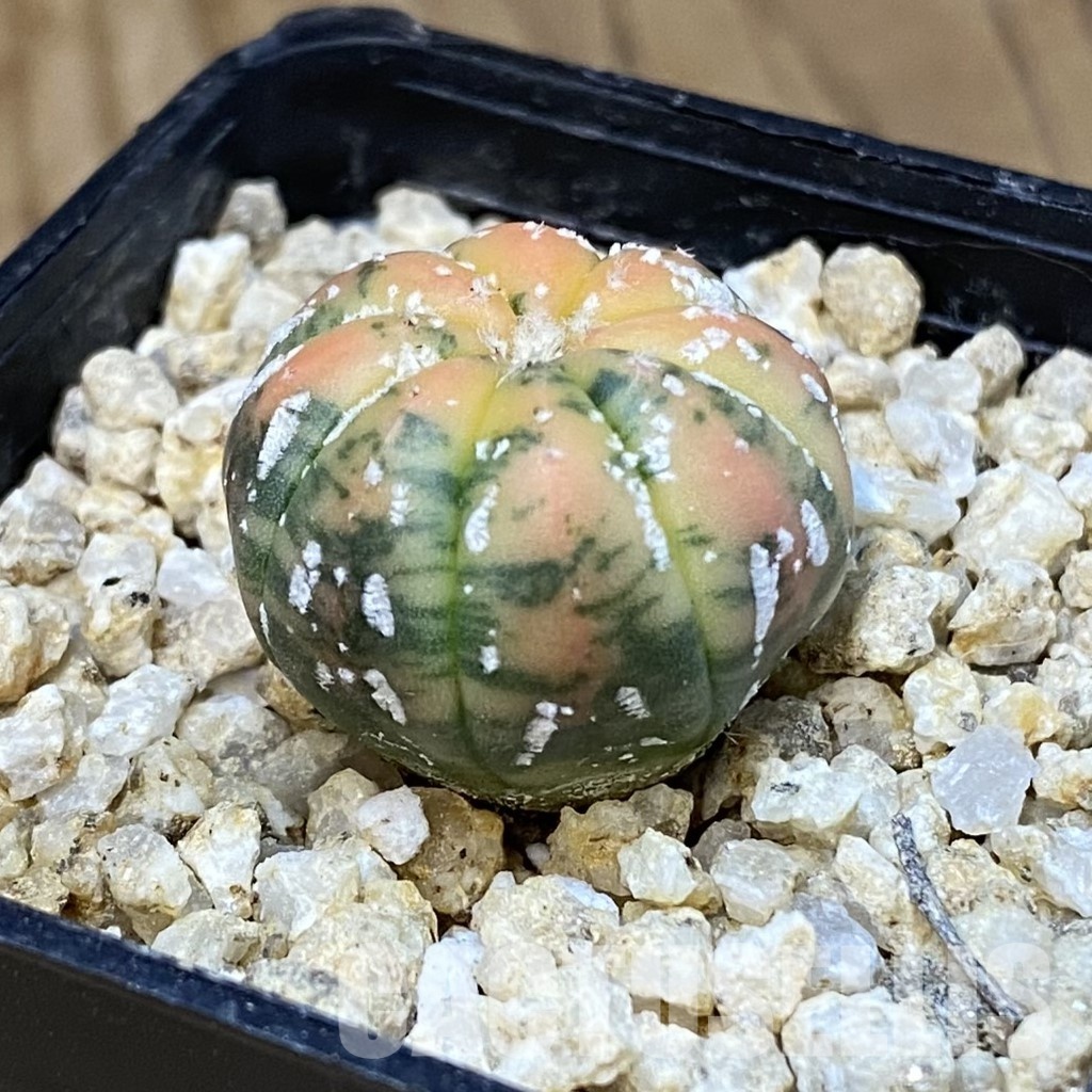 SH31396 Astrophytum asterias ‘Red Purple Skin’ f. variegata - Image 2