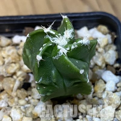 SH31397 Astrophytum myriostigma ‘Fukuryu’