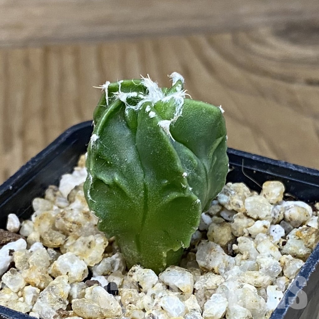 SH31397 Astrophytum myriostigma ‘Fukuryu’ - Image 2
