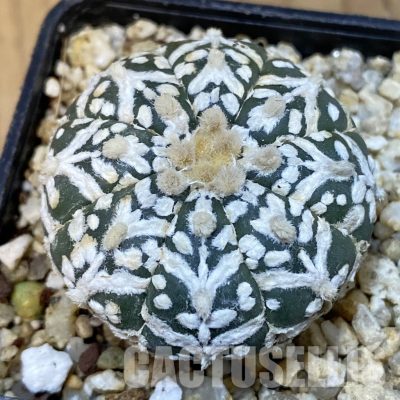 SH31398 Astrophytum asterias ‘Super Kabuto’ V-type
