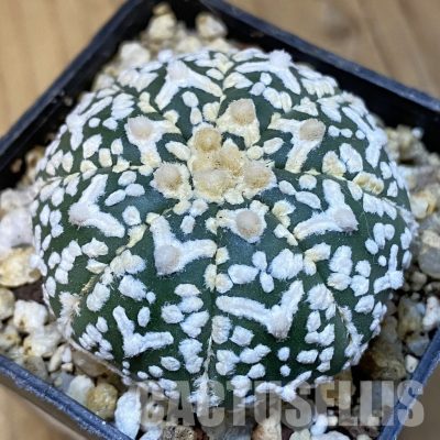 SH31400 Astrophytum asterias ‘Super Kabuto’ V-type