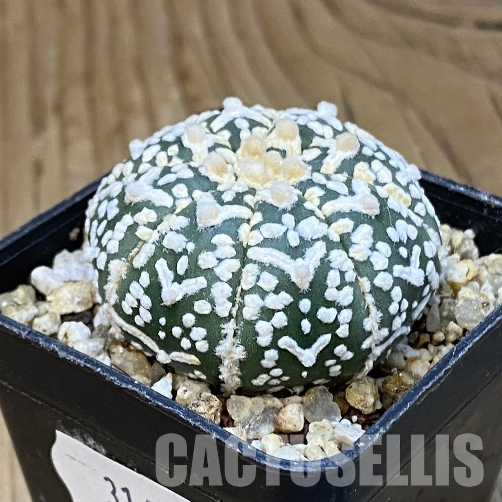 SH31400 Astrophytum asterias ‘Super Kabuto’ V-type - Image 2