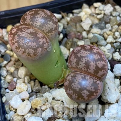 SH31490 Lithops coleorum