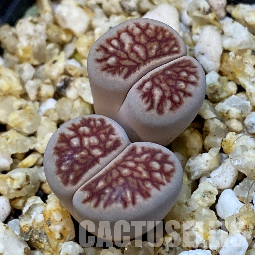 SH31499 Lithops julii ‘Kikushogiyoku’