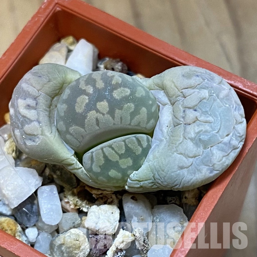 SH31448 Lithops otzeniana C350