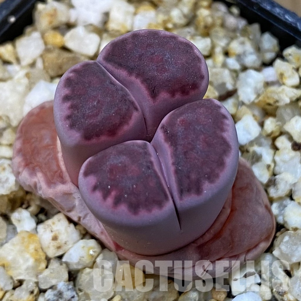 SH31507 Lithops salicola ‘Sato’s Violet’
