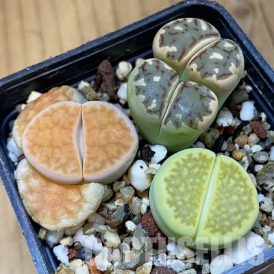 SH31509 Lithops mix