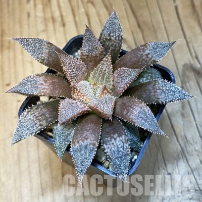 SH31510 Haworthia 'Hakuma'
