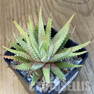 SH31511 Haworthia attenuata v.chlorofilarm