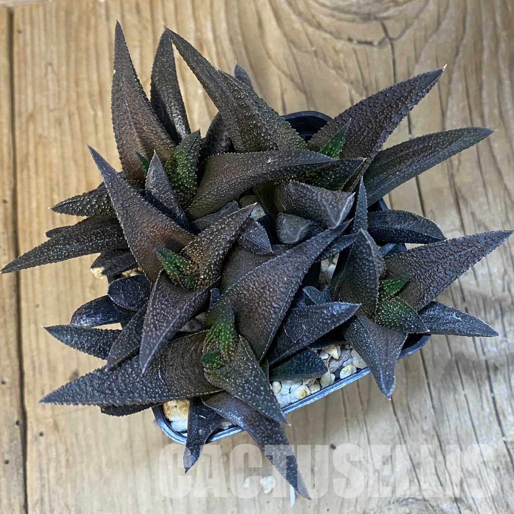 SH31512 Haworthia scabra x koelmaniorum - Image 2
