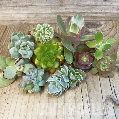 SH31514 Succulents mix, cuted