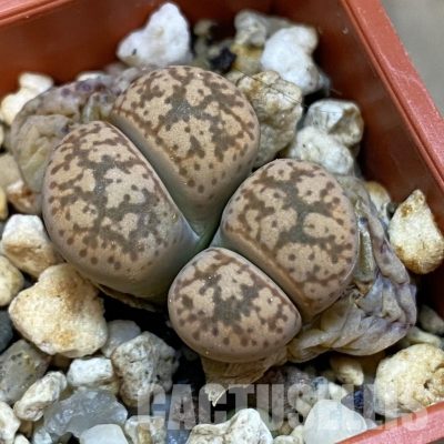 SH31449 Lithops gesineae