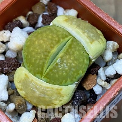 SH31452 Lithops hallii 'Green Soapstone'