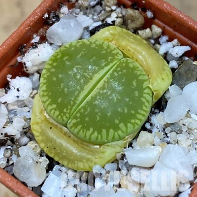 SH31457 Lithops aucampiae ‘Betty’s Beryl’ x aucampiae ‘Jackson's Jade’