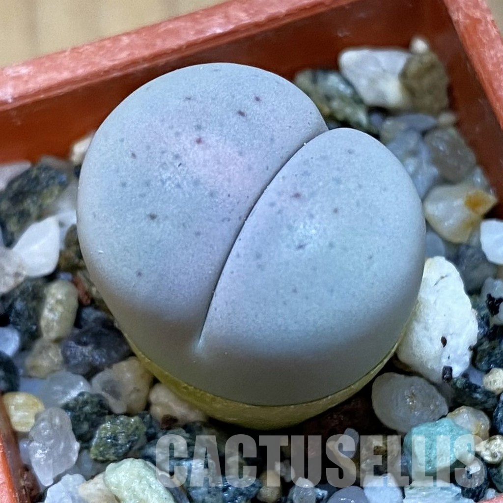SH31460 Lithops pseudotruncatella v. volkii
