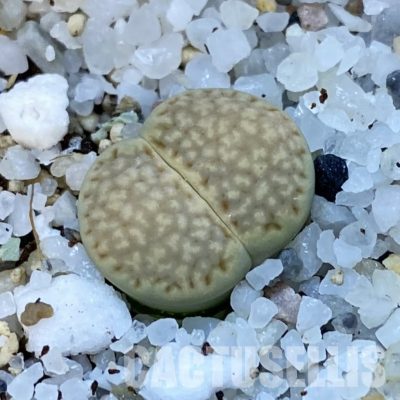 SH31462 Lithops julii ‘Kikushogiyoku’