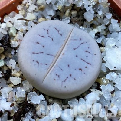 SH31464 Lithops pseudotruncatella v. volkii