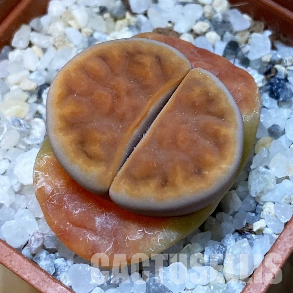 SH31468 Lithops karasmontana ‘Lateritia’