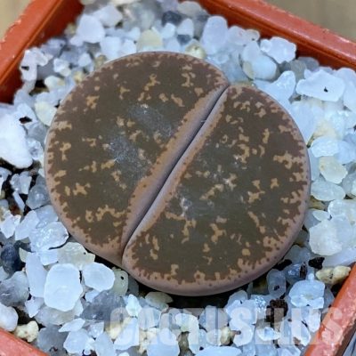 SH31471 Lithops lesliei
