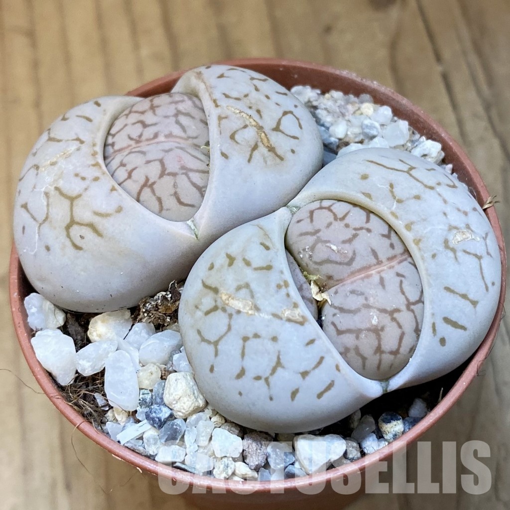 SH31479 Dinteranthus vanzylii - Image 2