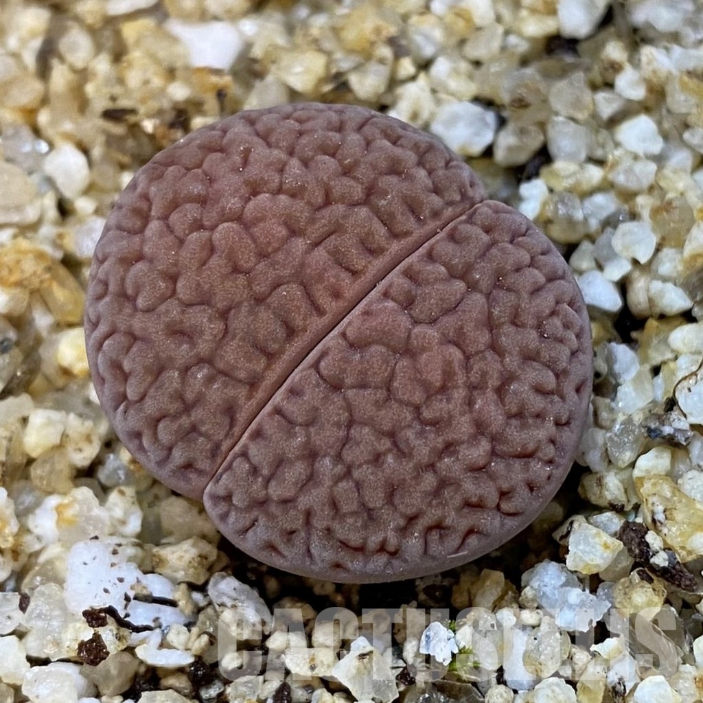 SH31481 Lithops hookeri v. marginata