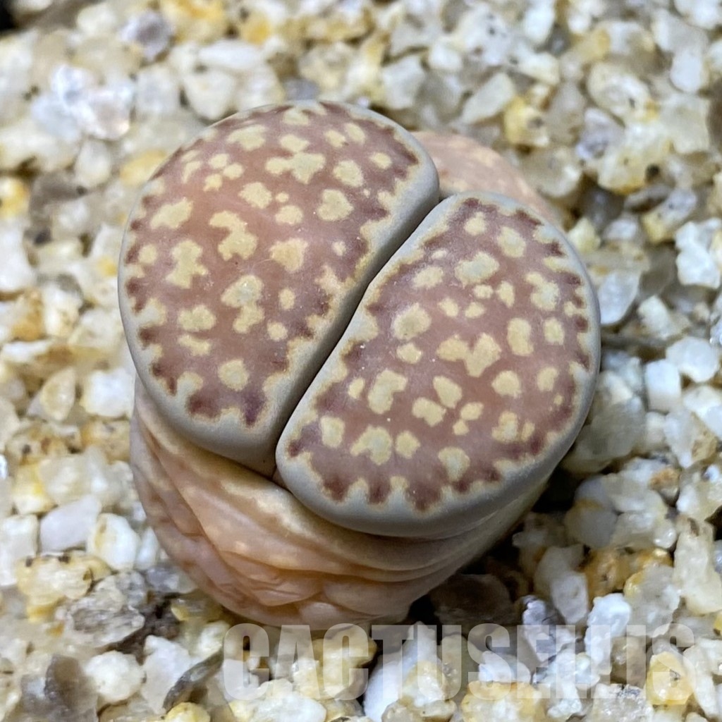 SH31483 Lithops julii v. brunea