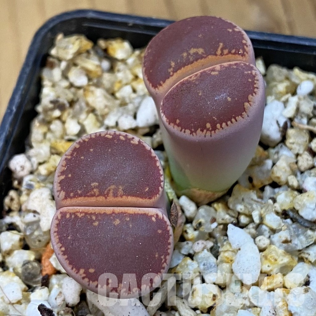 SH31484 Lithops aucampiae ‘Kokerboom'